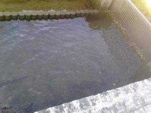 近江高島の鯉のいる用水路