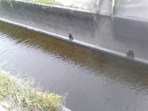 水なし亀岡の某用水路｜まったりタナゴ釣り