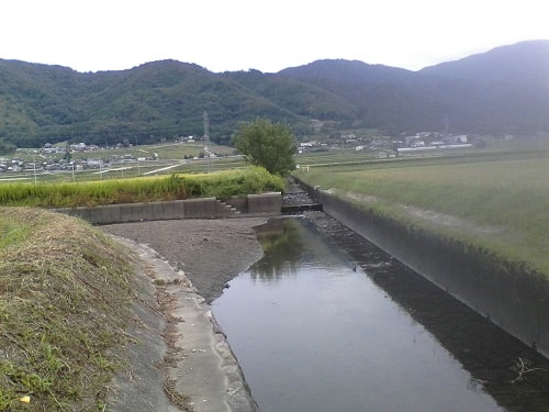 水なし亀岡の某用水路｜まったりタナゴ釣り