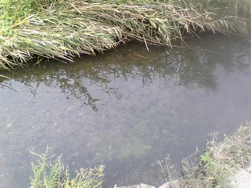 新しい亀岡のポイントも水深はなし｜まったりタナゴ釣り