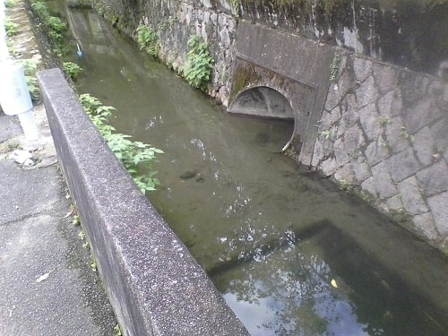 白川疏水｜まったりタナゴ釣り