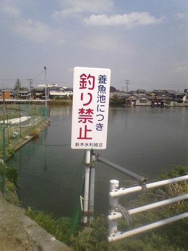 大和郡山の金魚養殖池｜まったりタナゴ釣り