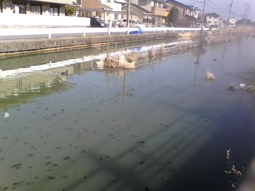 堅田のかや池｜まったりタナゴ釣り