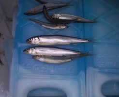 琵琶湖の小鮎｜まったりタナゴ釣り