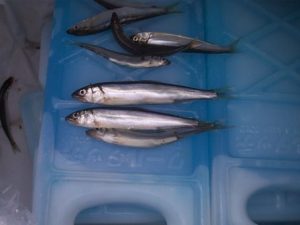 琵琶湖の小鮎｜まったりタナゴ釣り