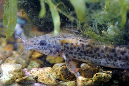 タナゴと混泳できる魚は 淡水魚好きが語る適切な飼育 まったりタナゴ釣り