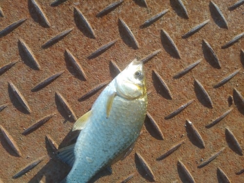 園部の半田川でタナゴ釣り