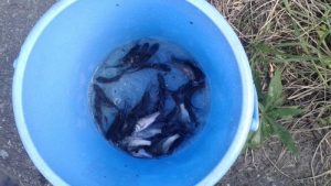 琵琶湖湖西の内湖