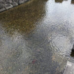 京都市中京区でタナゴが釣れる場所があるのか？