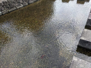 京都市中京区でタナゴが釣れる場所があるのか？