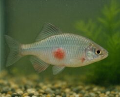 タナゴが病気になったら。治療には薬浴がおすすめ！