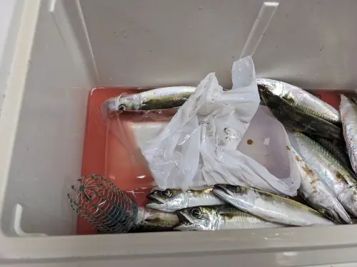 尼崎釣り公園はファミリーフィッシングに最適