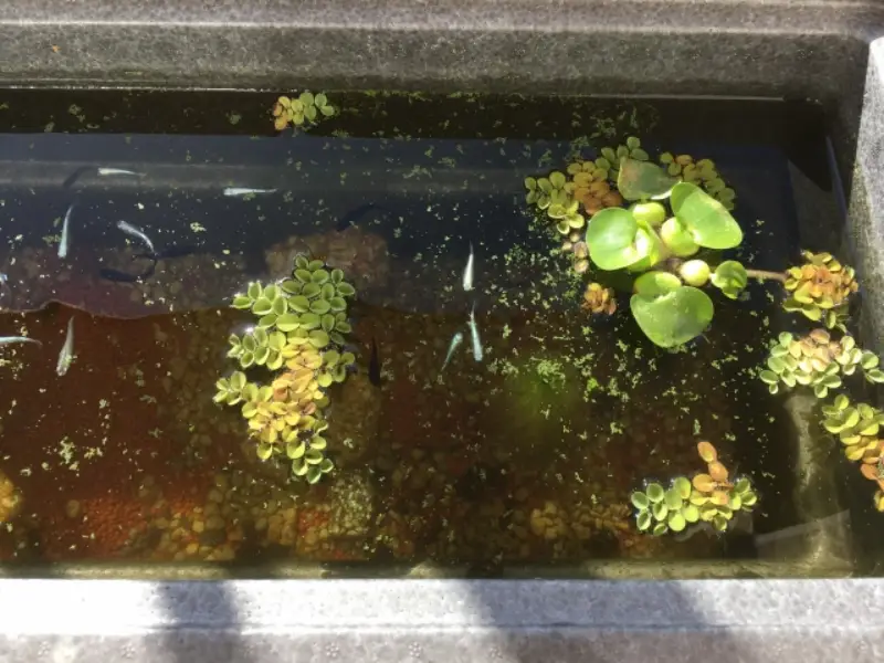 メダカの水槽に入れるといいもの徹底解説｜快適飼育のための必須グッズ紹介