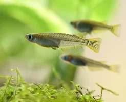 メダカの水槽に入れるといいもの徹底解説｜快適飼育のための必須グッズ紹介