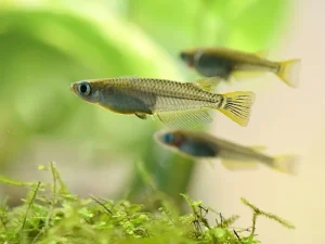 メダカの水槽に入れるといいもの徹底解説｜快適飼育のための必須グッズ紹介
