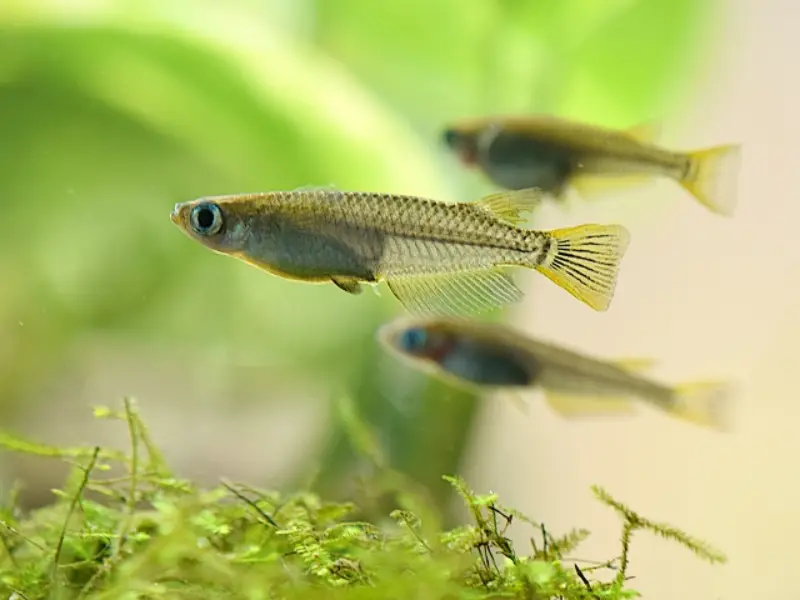 メダカの水槽に入れるといいもの徹底解説｜快適飼育のための必須グッズ紹介