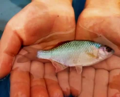 タナゴ釣り 仕掛けの基本と自作・セット選び完全ガイド