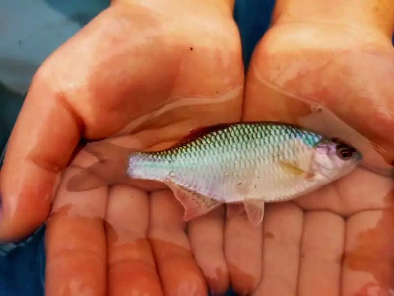 タナゴ釣り 仕掛けの基本と自作・セット選び完全ガイド