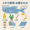 メダカの飼育に必要なもの一覧｜初めての人が必ず揃えたいアイテム