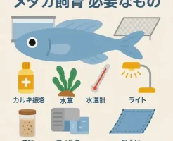 メダカの飼育に必要なもの一覧|初めての人が必ず揃えたいアイテム