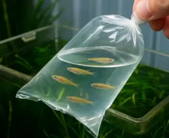 メダカ 水合わせの完全ガイド|正しい方法と失敗しないコツ徹底解説