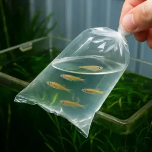 メダカ 水合わせの完全ガイド｜正しい方法と失敗しないコツ徹底解説